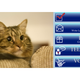 Illustration for article titled A Cat Came in Third in Virginias Senate Race